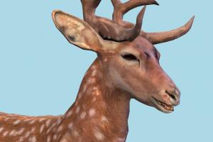 Fallow Deer deer, gazelle, elk, reindeer, animal, animals, wild, nature